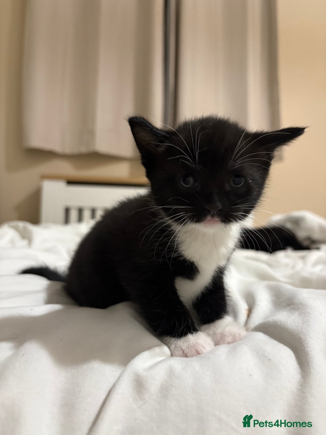 British Shorthair cats for sale: Beautiful Tuxedo kittens  - Advert 5
