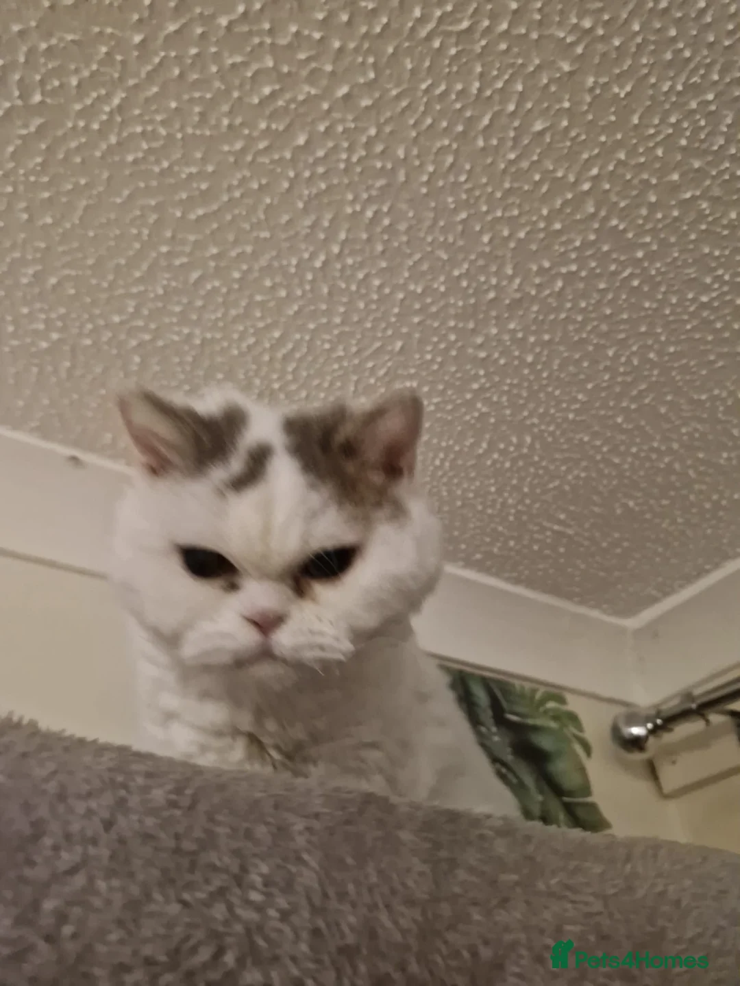 Selkirk Rex cats for sale: Tica reg curly selkirk rex  - Advert 4