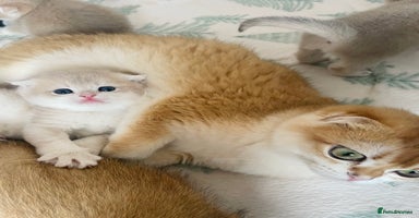British Shorthair cats - Advert 2