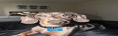Dachshund 1