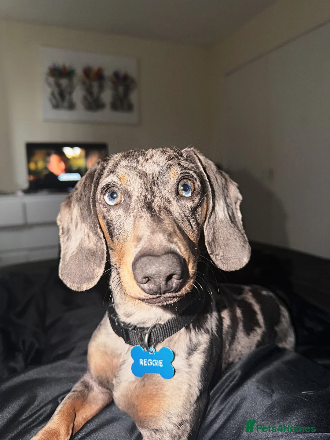 Dachshund dogs for sale: Beautiful reggie - Advert 2