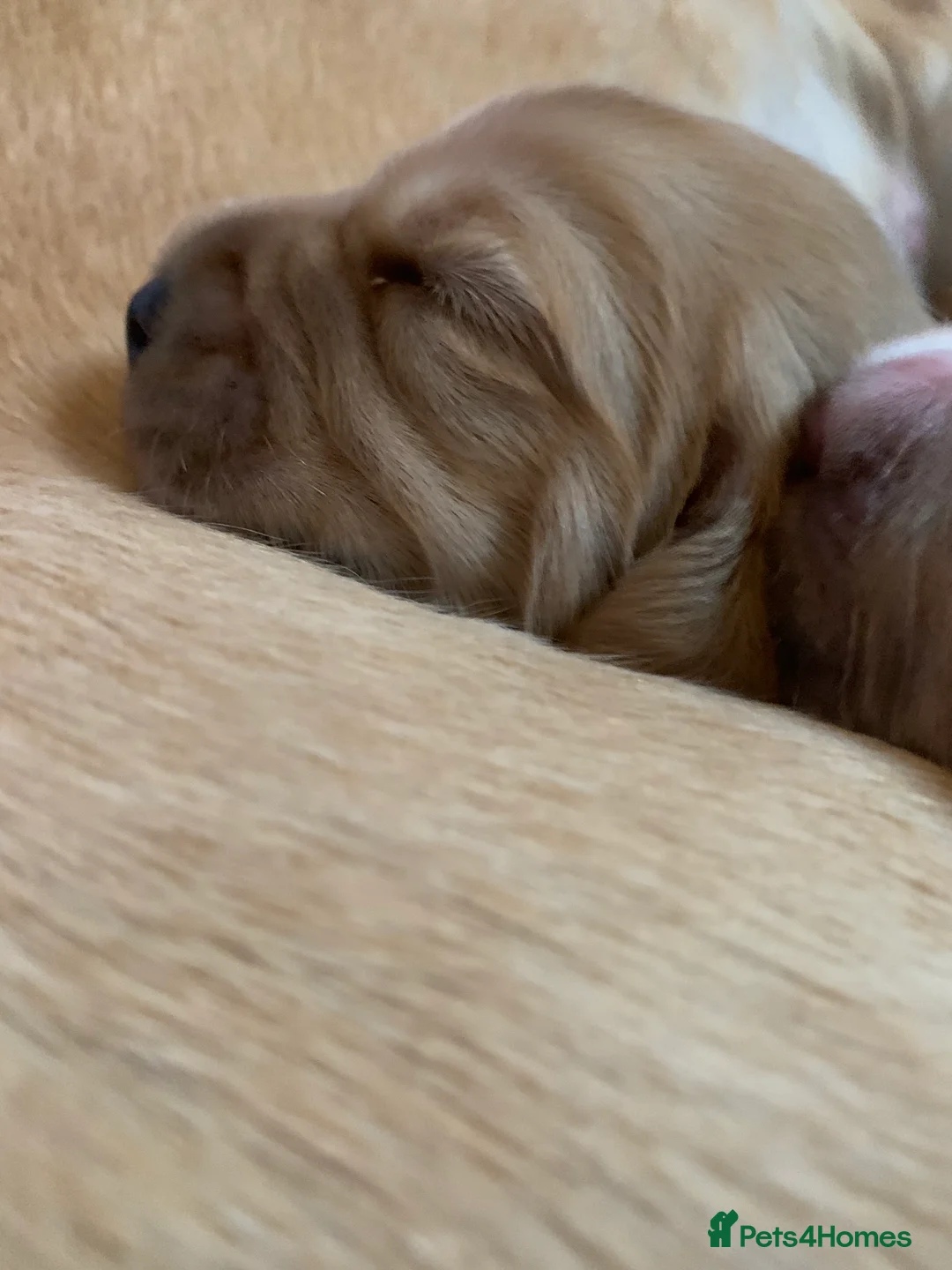 Cocker Spaniel dogs for sale: Working Cocker Spaniel Puppies  - Advert 16