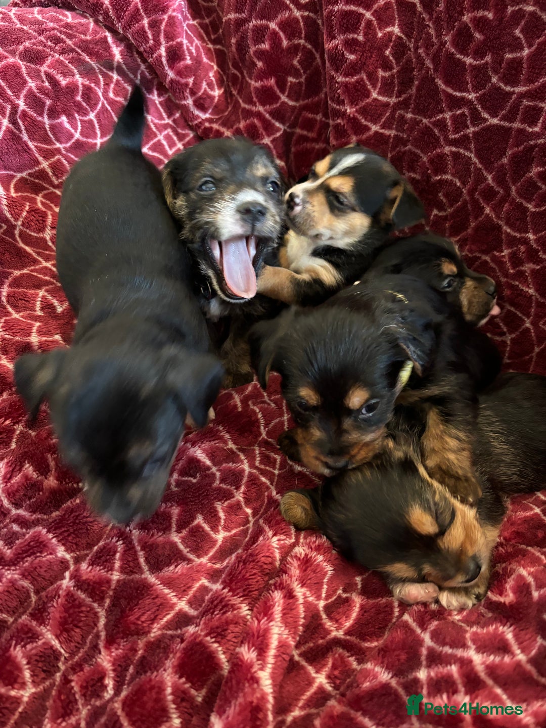 Mixed Breed dogs for sale: Gorgeous Jorkiepoo Puppies  - Advert 3