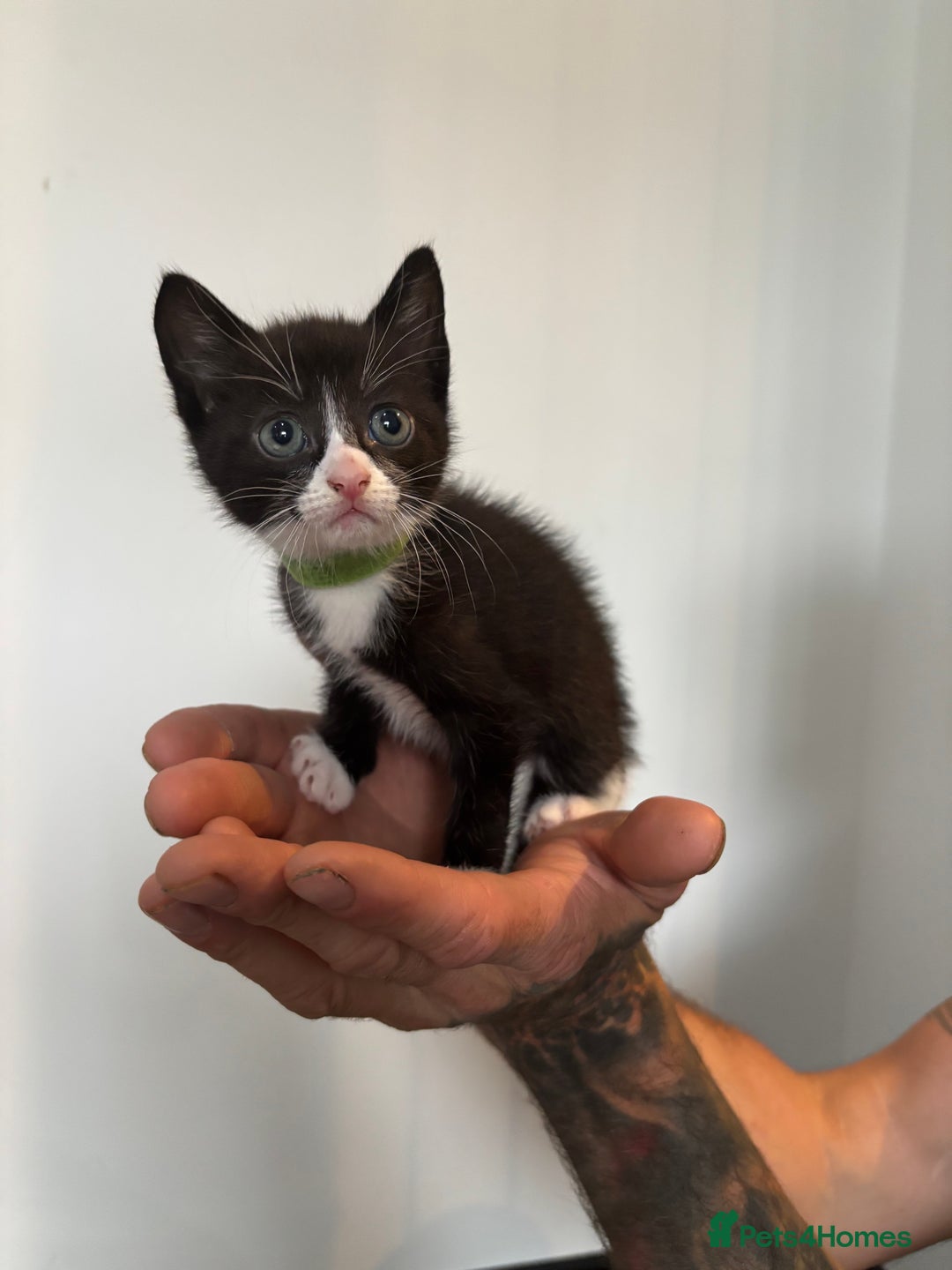 Mixed Breed cats for sale: Beautiful Black & White Kittens  - Image 14