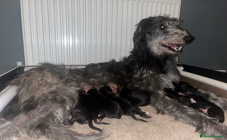 Deerhound dogs - Advert 1