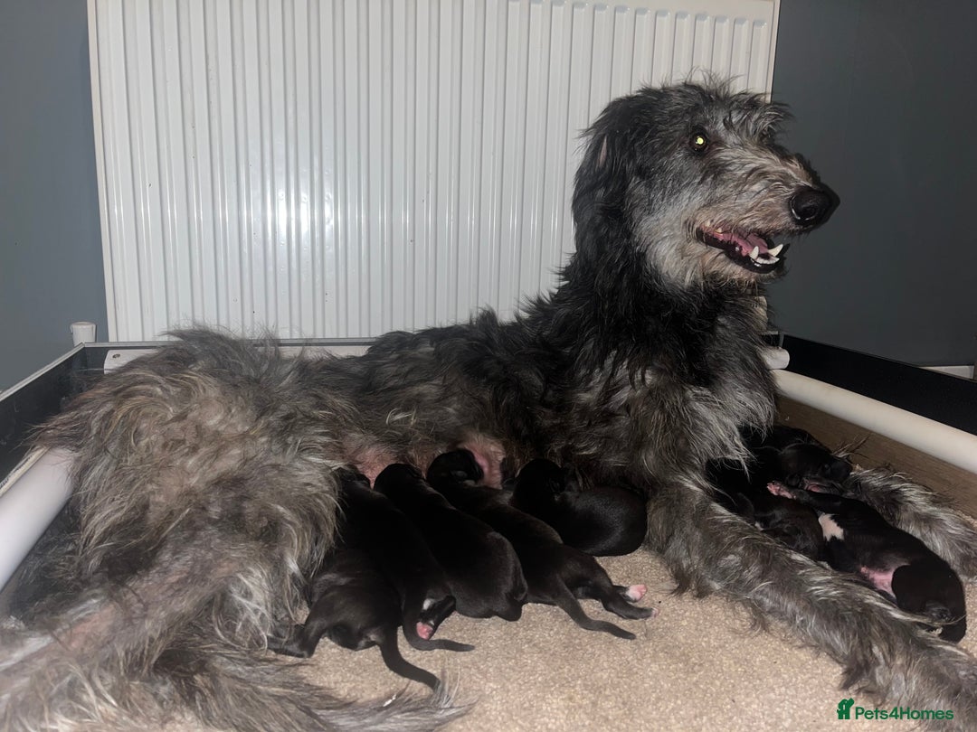 Deerhound dogs for sale: Deerhound puppies - Image 1