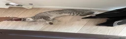 Mixed Breed cats for sale: Gorgeous Ragdoll X Kittens available now  - Advert 3