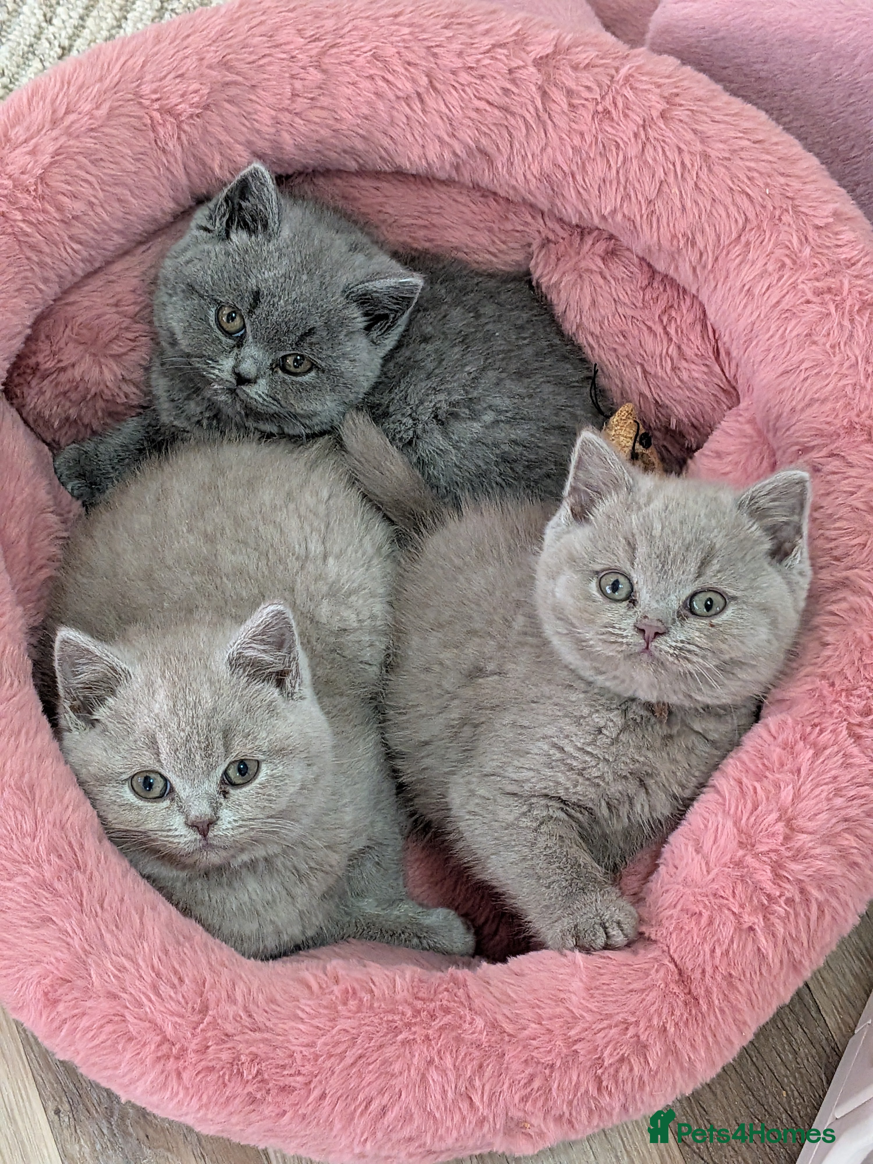 British Shorthair cats British Shorthair kittens GCCF registered  - Advert 12