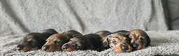 Dachshund dogs for sale: Kc registered Standard Wirehair dachshund  - Advert 14