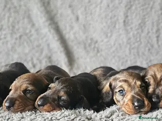 Dachshund dogs Standard Wirehair dachshund - Advert 3