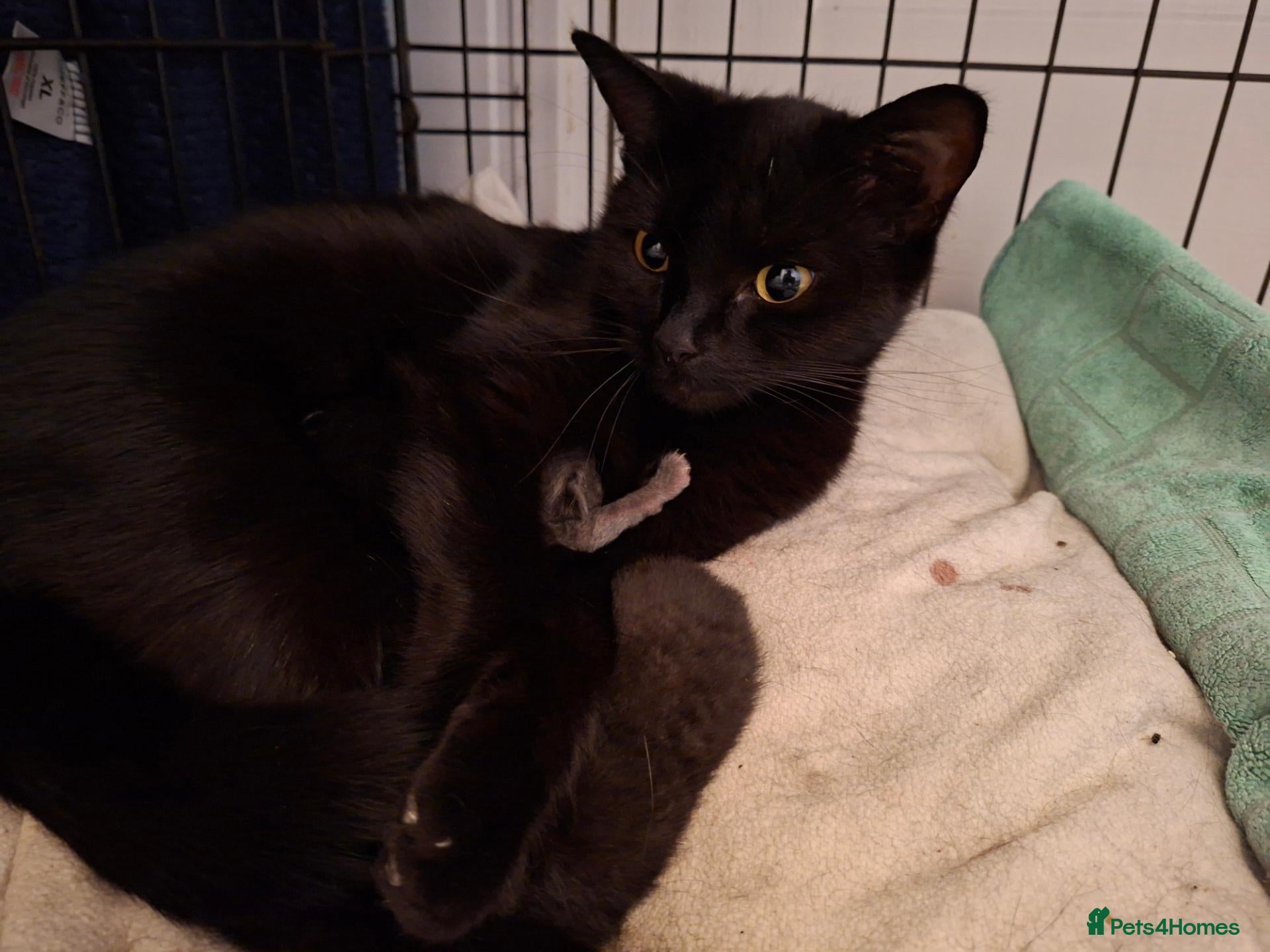 Mixed Breed cats for sale: Kittens  - Advert 1