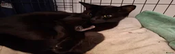 Mixed Breed cats for sale: Kittens  - Advert 1