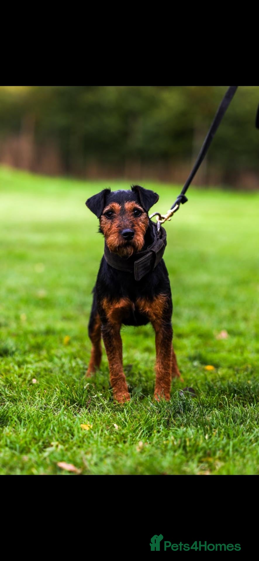 Lakeland Terrier dogs Working lakeland terrier  - Advert 2