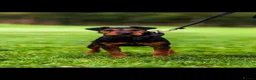 Lakeland Terrier dogs for stud: Working lakeland terrier  - Advert 2