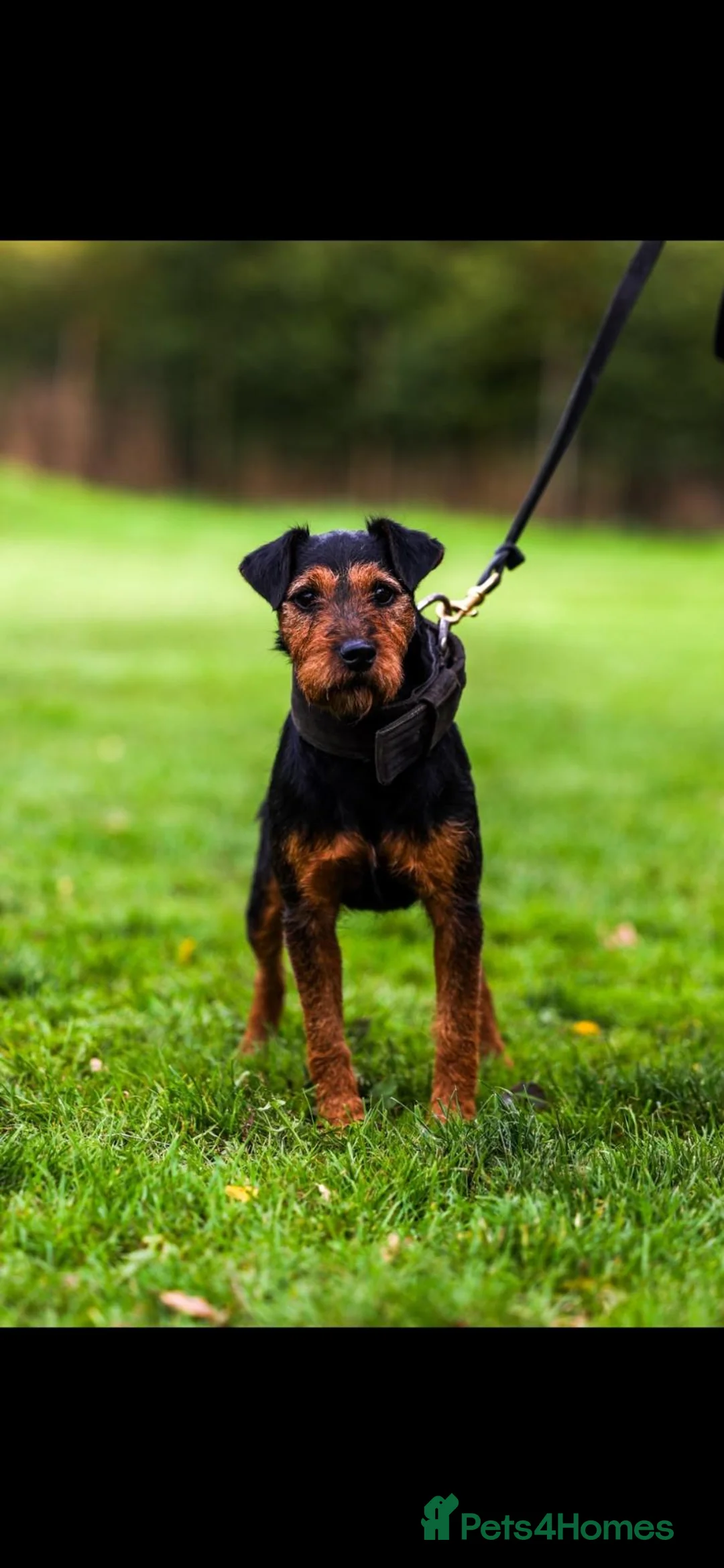 Lakeland Terrier dogs for stud: Working lakeland terrier  - Advert 2