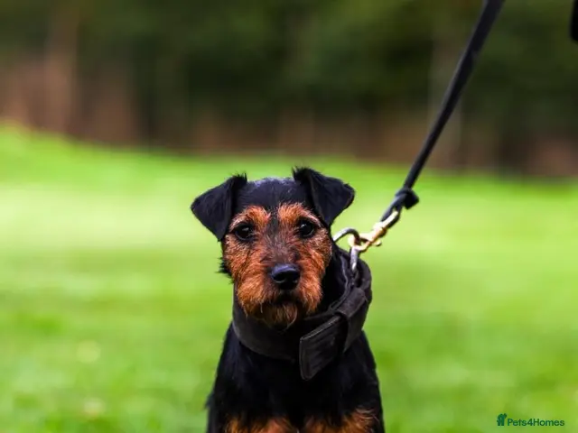 Lakeland Terrier dogs Working lakeland terrier - Advert 2