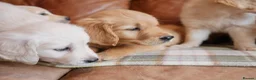 Golden Retriever dogs for sale: Quality Health Tested Golden Retriever Puppies - Advert 8