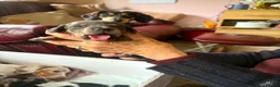 Dachshund dogs for sale: Minature dachshund pups  in Glenrothes - Advert 6