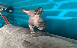 Sphynx cats for sale: Hairless kittens sphinx/bambino - Image 3