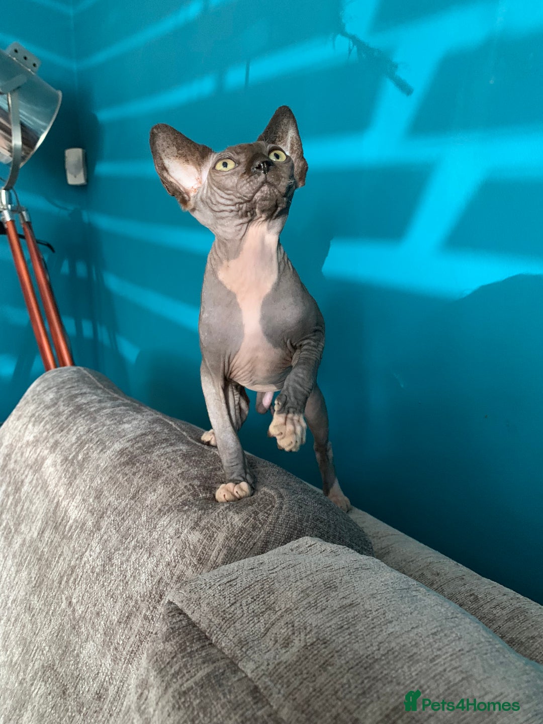 Sphynx cats for sale: Hairless kittens sphinx/bambino - Image 3