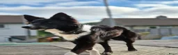 Border Collie dogs for sale: Max for rehome in Plymouth - Advert 2