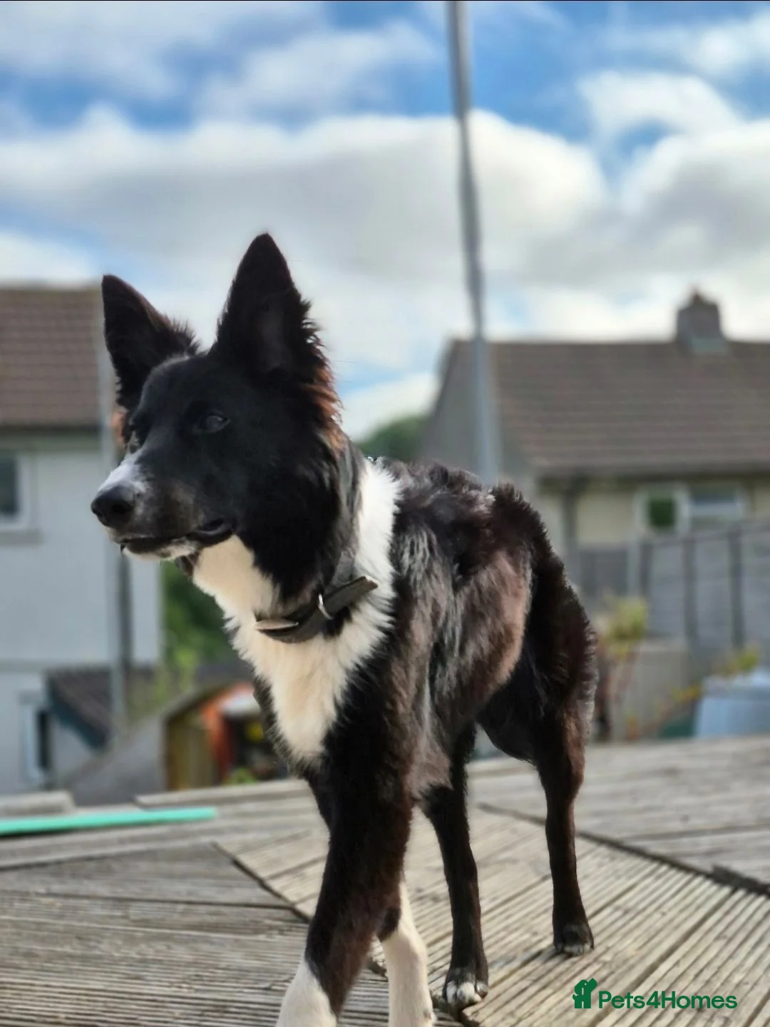 Border Collie dogs for sale: Max for rehome in Plymouth - Advert 2