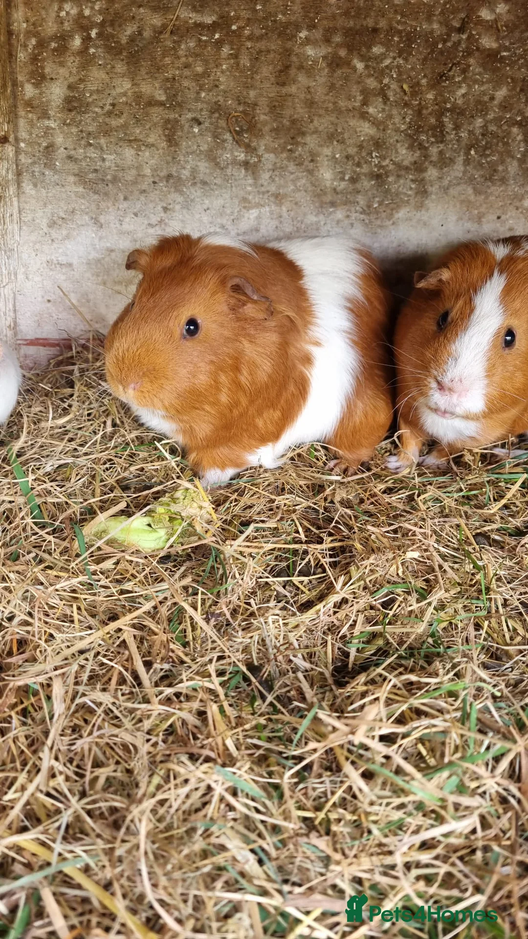 Guinea Pig rodents for sale: 2x ginger and white male guineapigs  - Advert 1