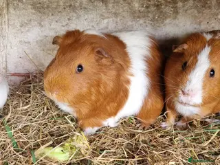 Guinea Pig rodents 2x ginger and white male guineapigs - Advert 1