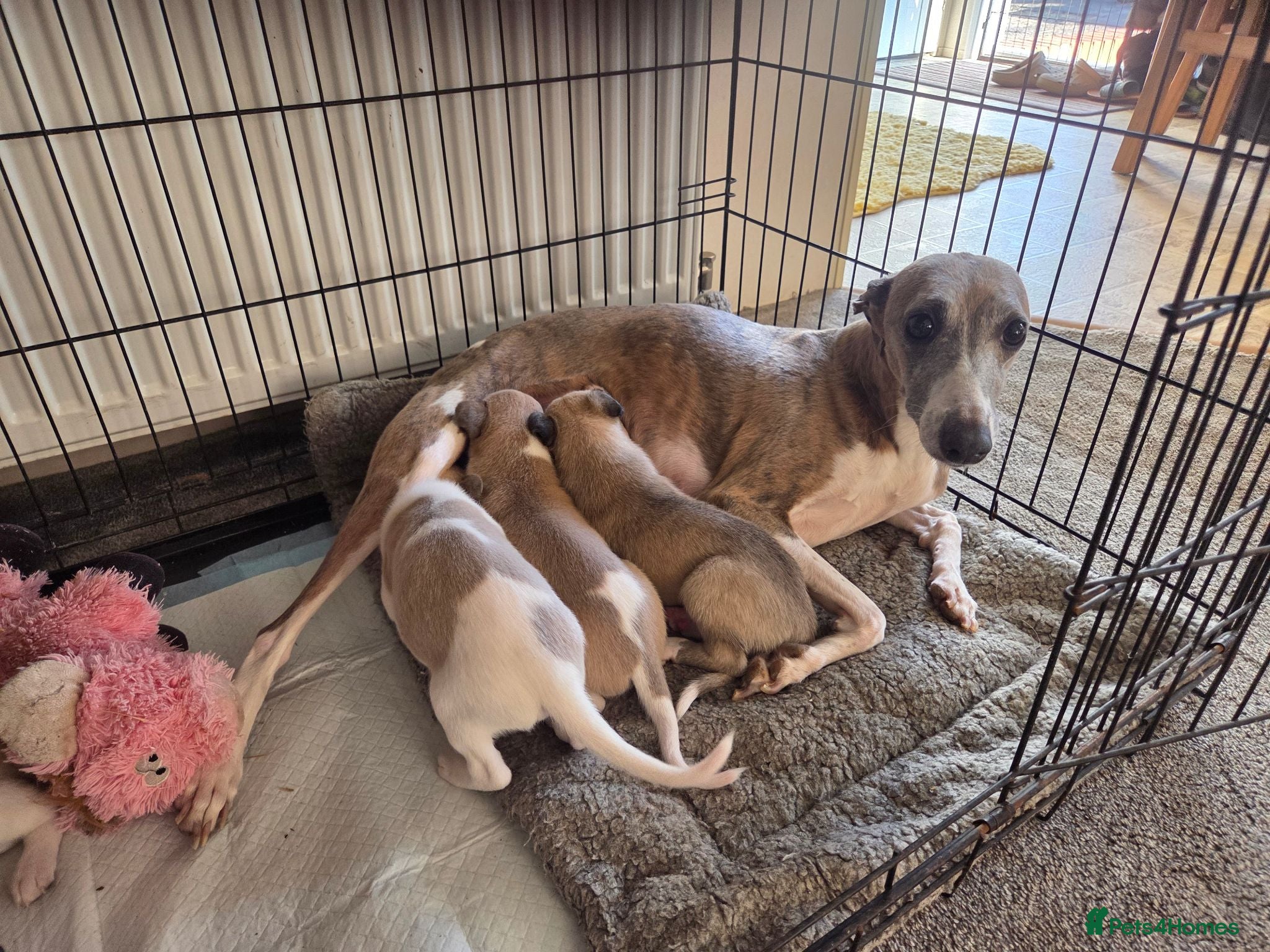 Whippet dogs Lovely KC Reg Whippets - Advert 1