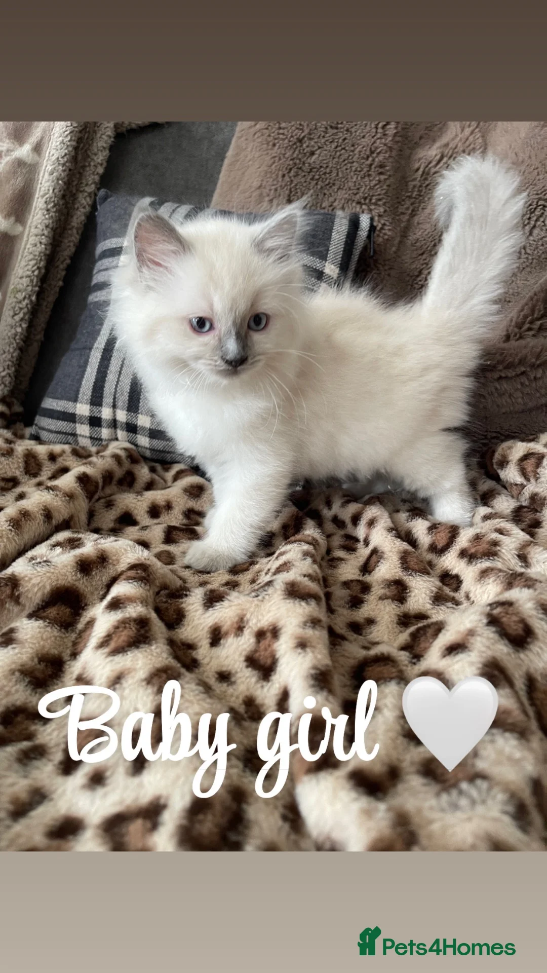 Ragdoll cats for sale: 🩷TWO BEAUTIFUL FULL RAGDOLLS🩵 in Pershore - Advert 2
