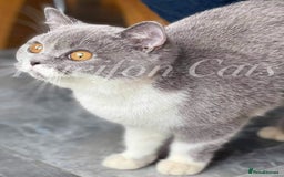 British Shorthair cats for sale: Gorgeous British Shorthair kittens GCCF registered - Image 16