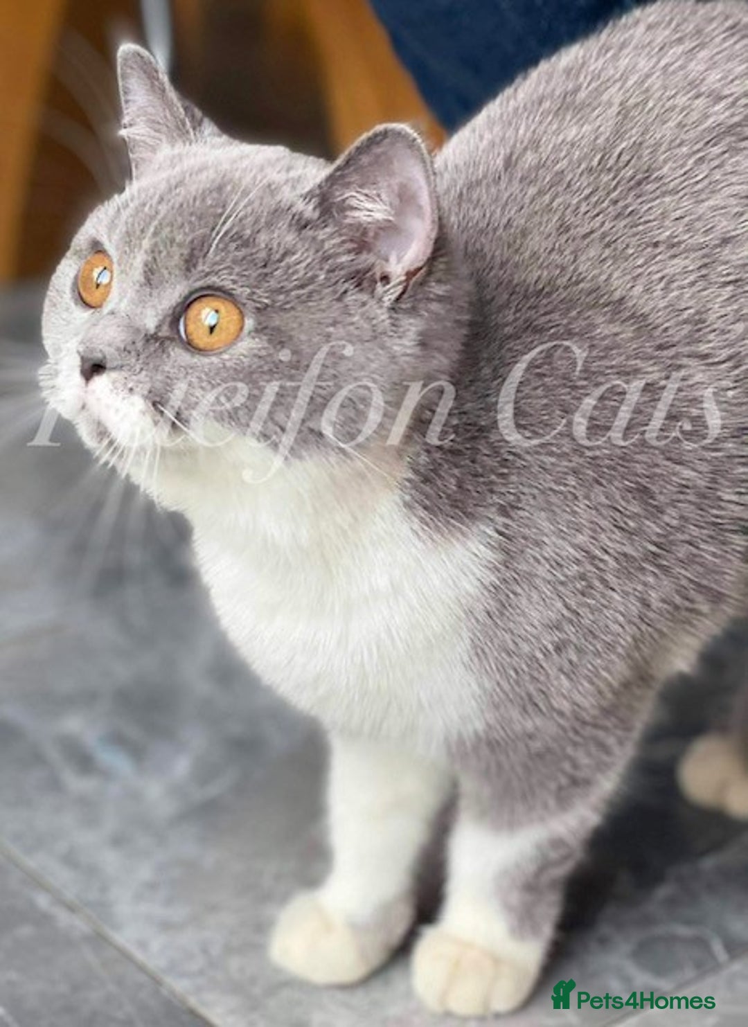 British Shorthair cats for sale: Gorgeous British Shorthair kittens GCCF registered - Image 16