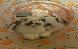 Mini Lop rabbits for sale: Mini lop babies available  - Image 9