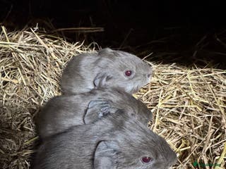 Guinea Pig rodents Beautiful guinea pigs - Advert 14