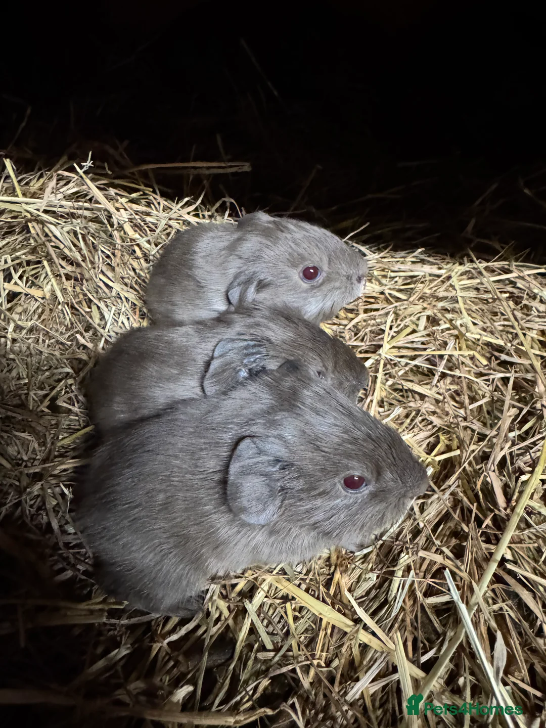 Guinea Pig rodents for sale: Beautiful guinea pigs - Advert 1