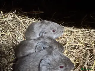 Guinea Pig rodents Beautiful guinea pigs - Advert 20