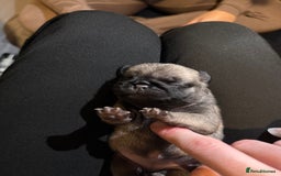 Pug dogs for sale: Pug Puppies for sale  - Image 4