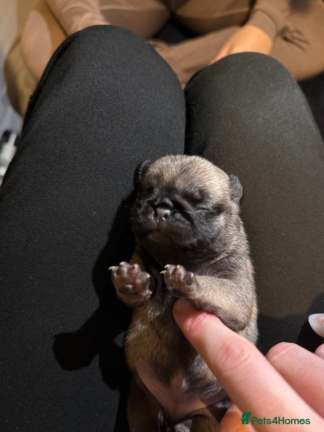 Pug dogs for sale: Pug Puppies for sale  - Image 4