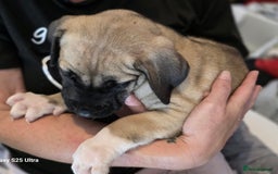 Mixed Breed dogs for sale: Presa Canario x Boerboel Puppies in Bromley - Image 32