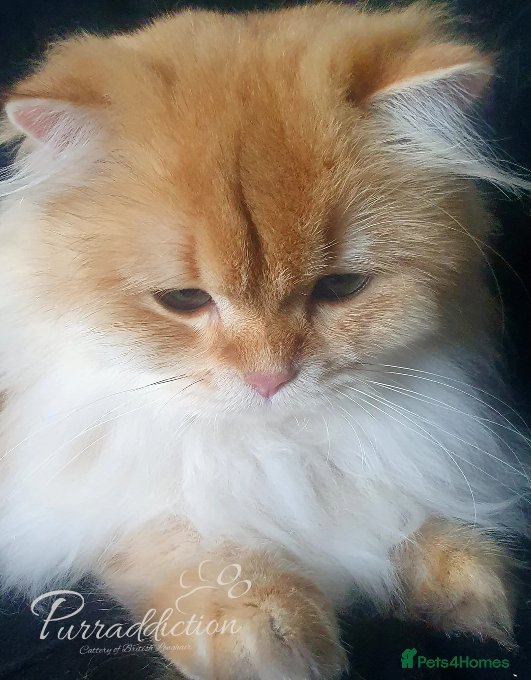 British Longhair cats for sale: Chocolate Golden Shaded British Longhair  - Advert 3