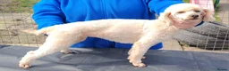Miniature Poodle dogs for sale: Miniature Poodle - Advert 5