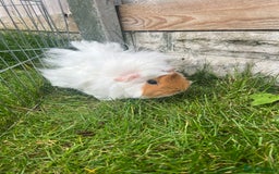 Guinea Pig rodents for sale: 3 bonded girl guinea pigs for sale - Image 4