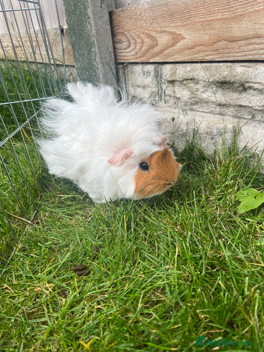 Guinea Pig rodents for sale: 3 bonded girl guinea pigs for sale - Image 4