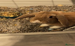 Harlequin rabbits for sale: Male rabbit needing a new home - Image 1