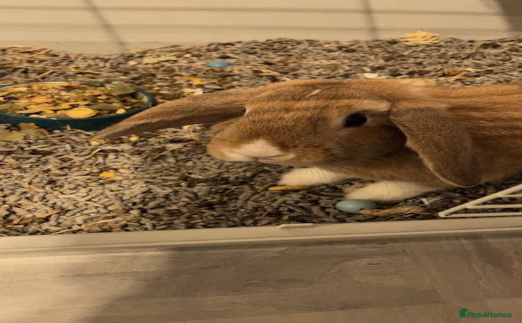 Harlequin rabbits - Advert 5