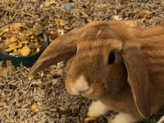 Harlequin rabbits - Advert 2