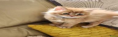 Maine Coon 3