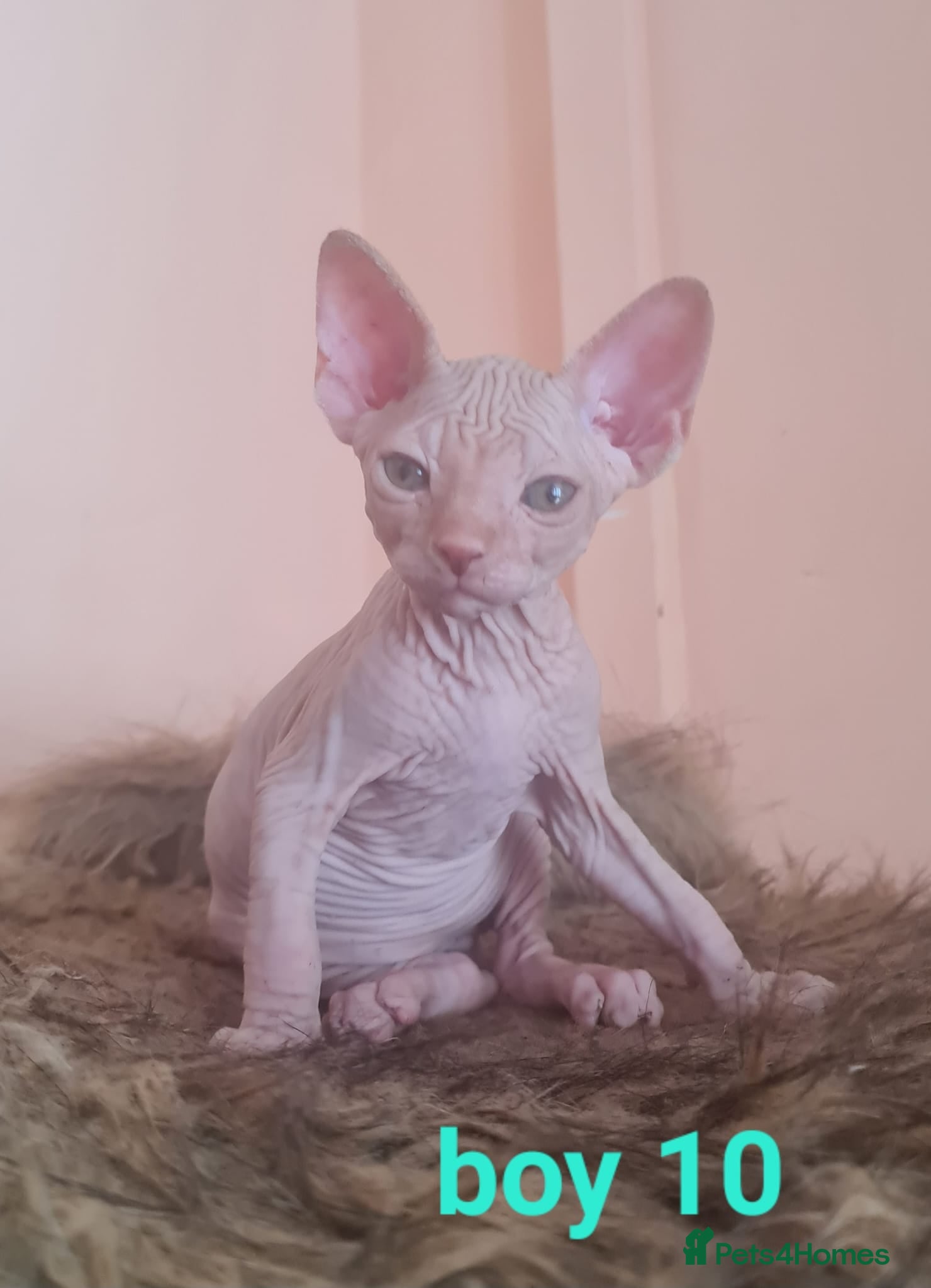 Sphynx cats Beautiful pink boy kitten avalaible-reduced price - Advert 1
