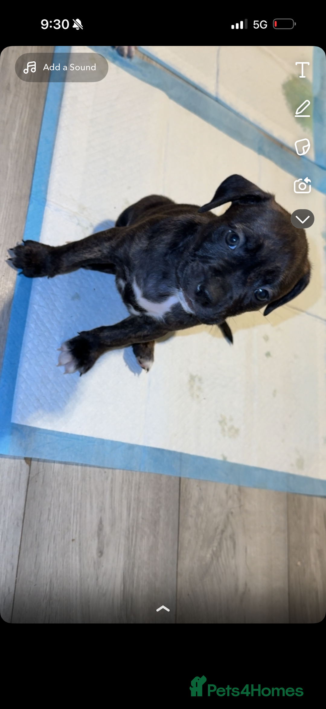 Mixed Breed dogs for sale: beautiful cane corso/ staff pups 7 left  - Image 3