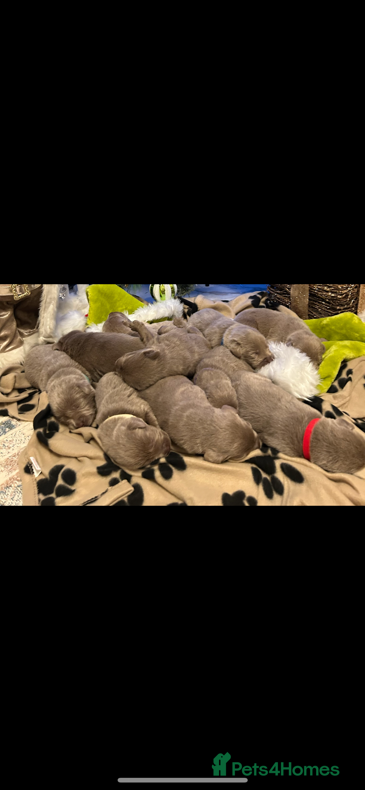 Labrador Retriever dogs  Silver Labrador retriver ✅ - Advert 4